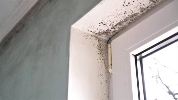 Best White Mold Remediation in Deerwood, TX