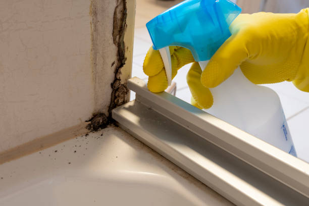 Best Black Mold Remediation in Deerwood, TX