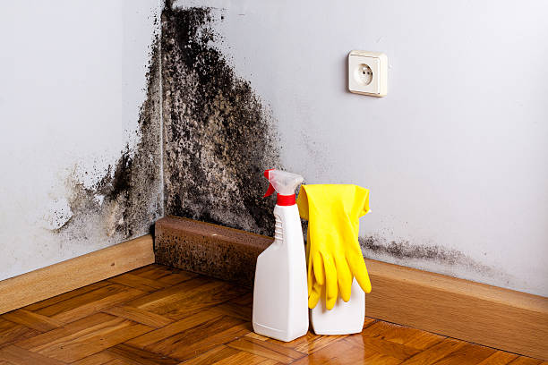 Best Post-Remediation Services in Deerwood, TX