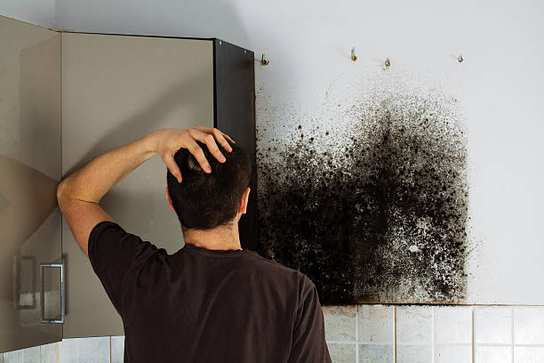 Best White Mold Remediation in Deerwood, TX