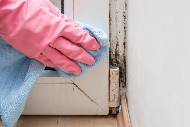 Best DIY Mold Remediation Support Services in Deerwood, TX